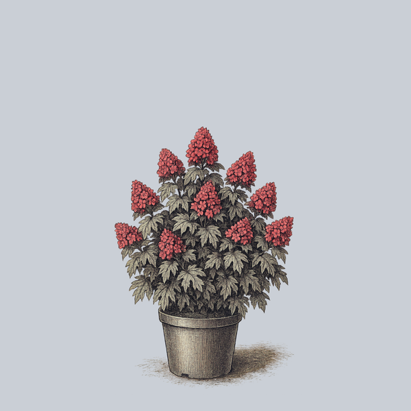 Queen of Hearts Oakleaf Hydrangea