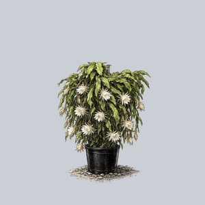 Queen of the Night Orchid Cactus