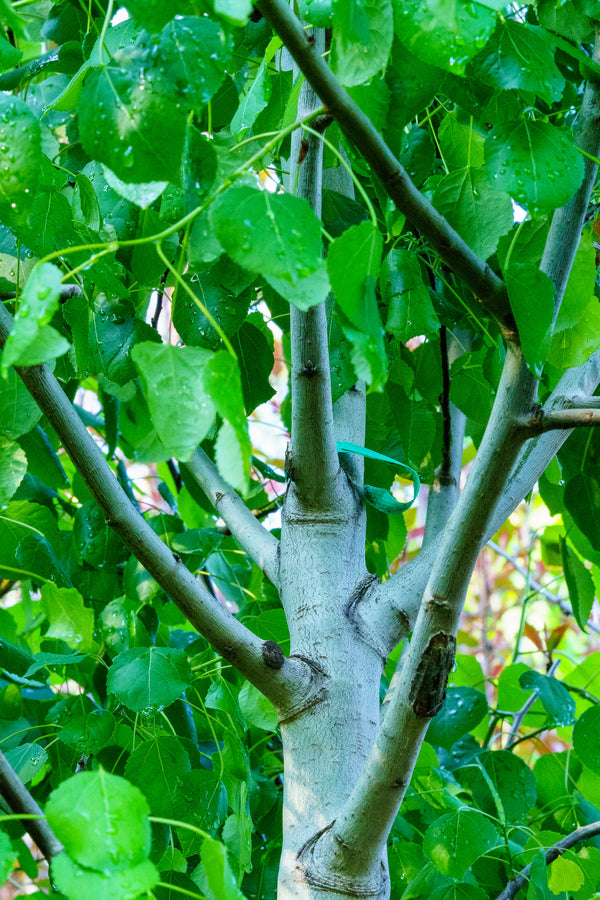 Quaking Aspen - Other Shade Trees - Shade Trees