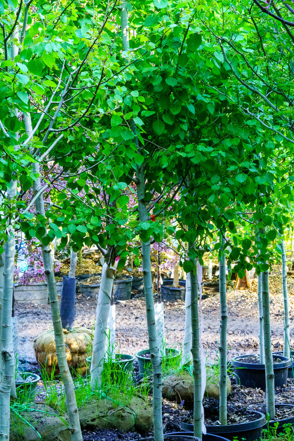 Quaking Aspen - Other Shade Trees - Shade Trees