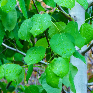 Quaking Aspen - Other Shade Trees - Shade Trees