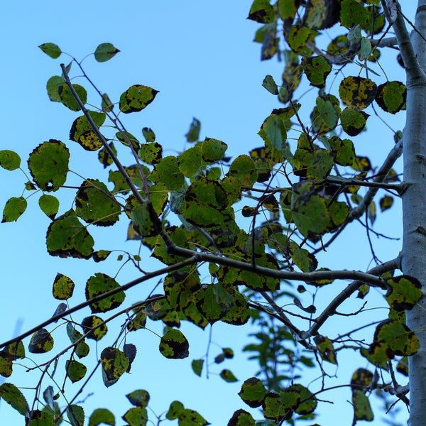 Quaking Aspen