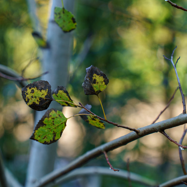 Quaking Aspen