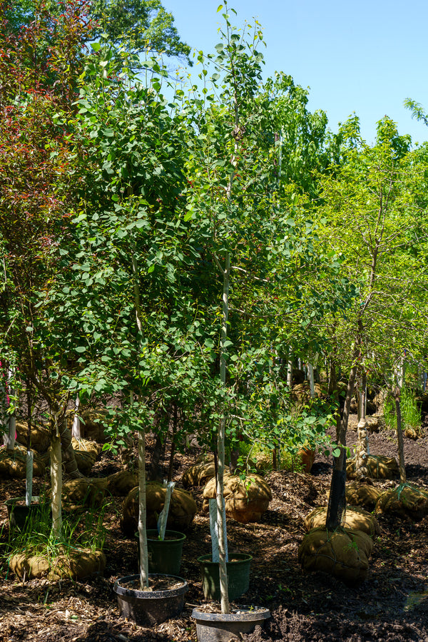 Quaking Aspen - Other Shade Trees - Shade Trees