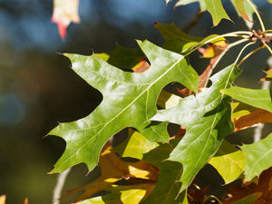 Pin Oak Leaves