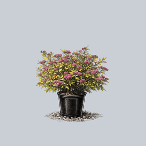 Rainbow Fizz Spirea
