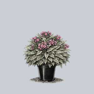 Raspberry Frost Lungwort