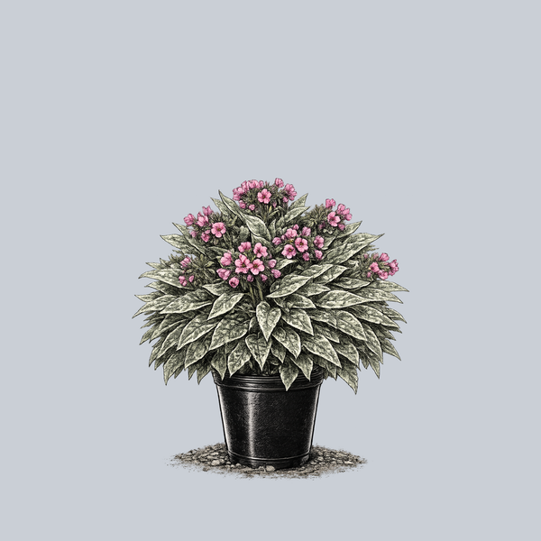 Raspberry Frost Lungwort