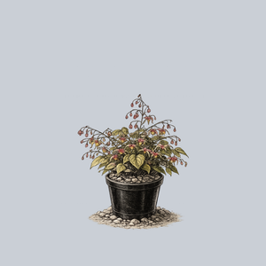 Raspberry Rhapsody Barrenwort