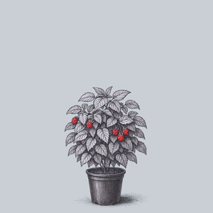 Raspberry Shortcake Raspberry