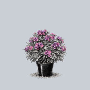 Raspberry Splash Lungwort