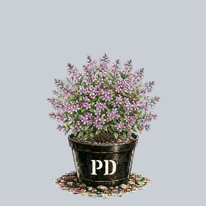 Raspberry Sundae Deutzia