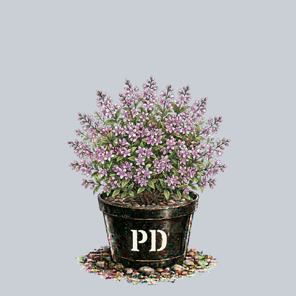 Raspberry Sundae Deutzia