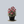 Load image into Gallery viewer, Raspberry Truffle Coneflower
