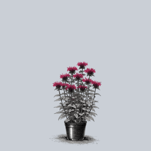 Raspberry Wine Bee Balm