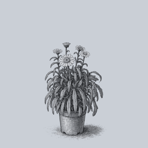 Real Charmer Shasta Daisy