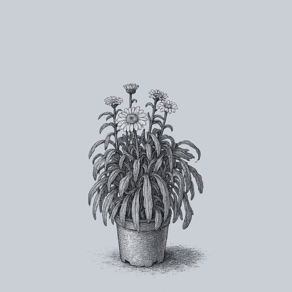 Real Charmer Shasta Daisy