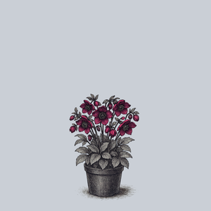 Reanna's Ruby Lenten Rose