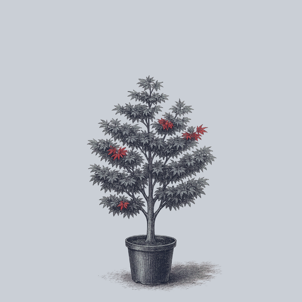 Red Dawn Full Moon Maple