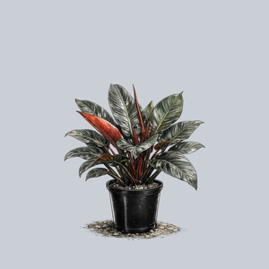 Red Diamond Philodendron