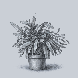 Red Mistletoe Cactus