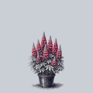 Red Rum Lupine