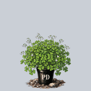 Redwood Sorrel