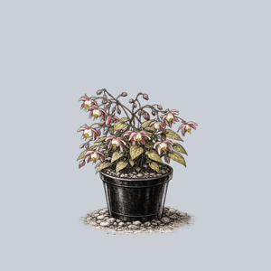 Red Barrenwort