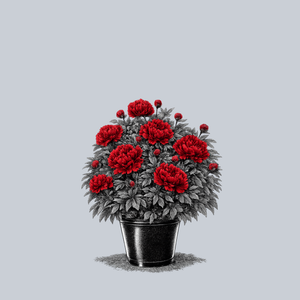 Red Charm Peony