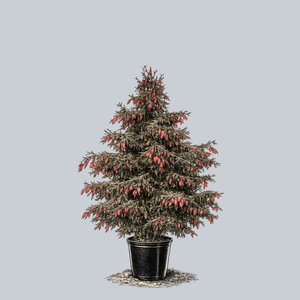Red Cone Norway Spruce
