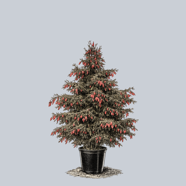Red Cone Norway Spruce