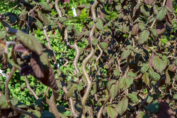 Red Dragon Contorted Filbert - Other Shrubs - Shrubs