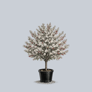 Red Jewel Crabapple