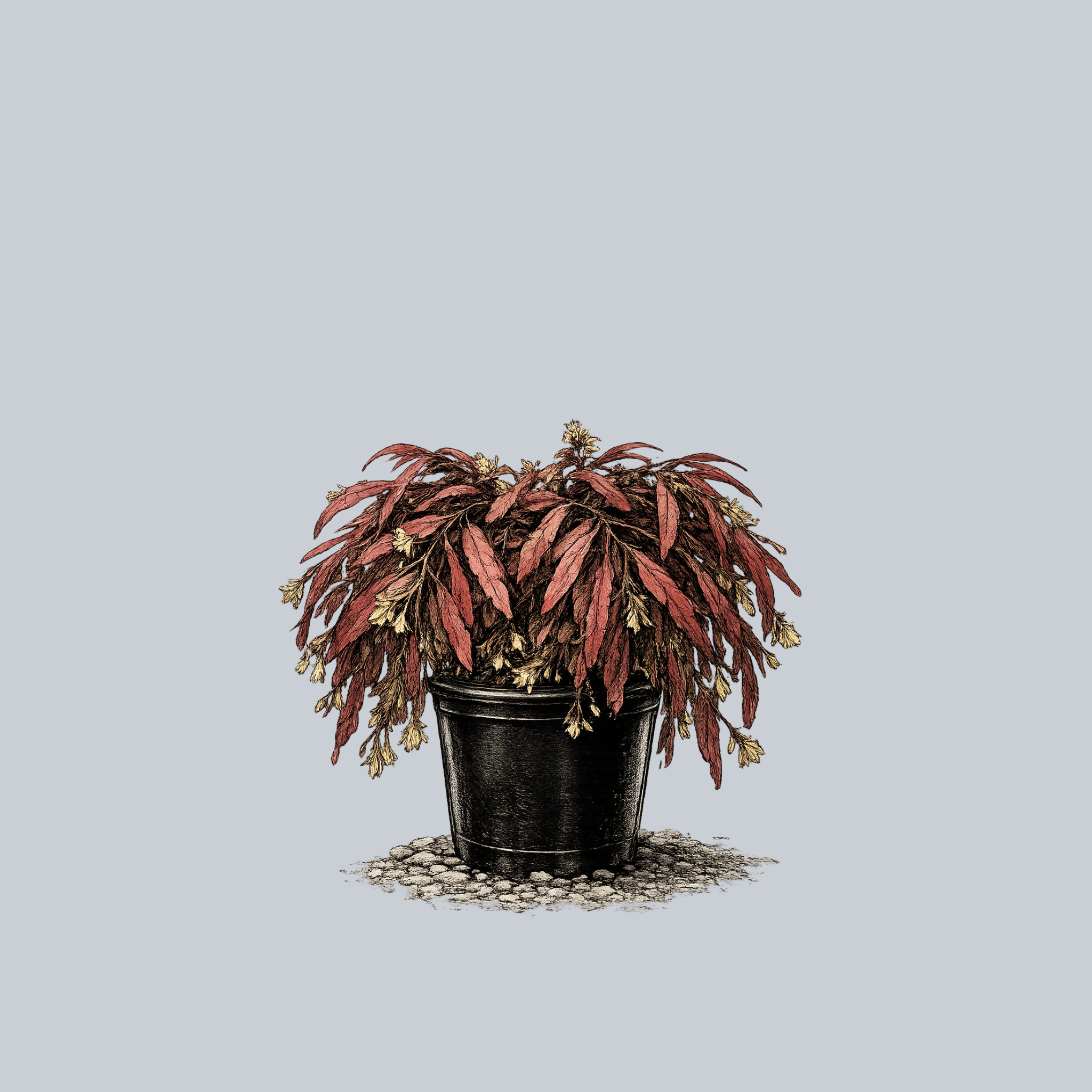 Red Mistletoe Cactus – Plant Detectives