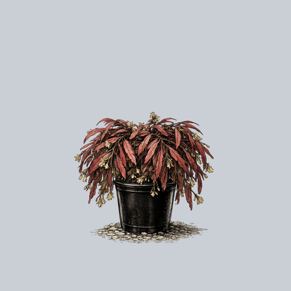 Red Mistletoe Cactus