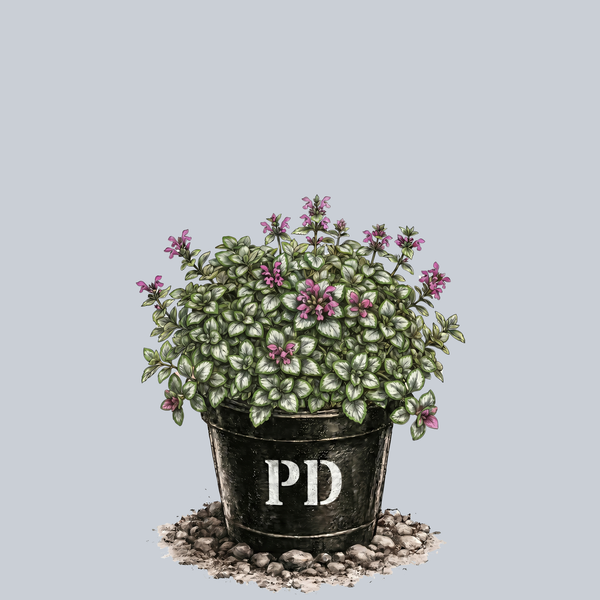 Red Nancy Spotted Deadnettle