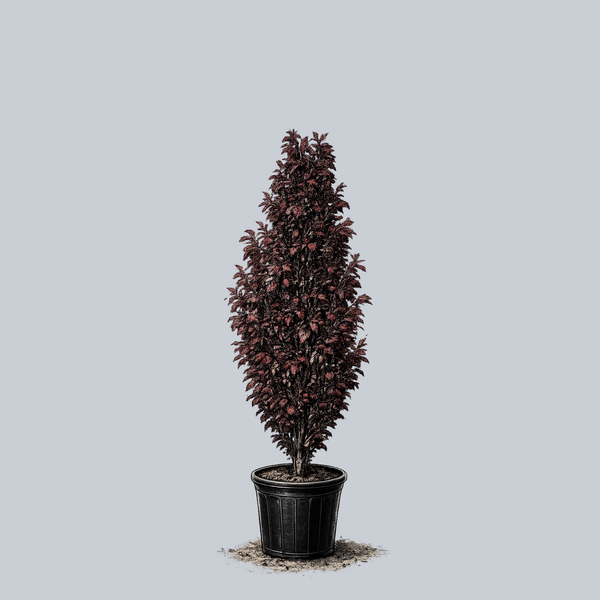 Red Obelisk Beech