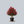 Load image into Gallery viewer, Red Rocket Crape Myrtle
