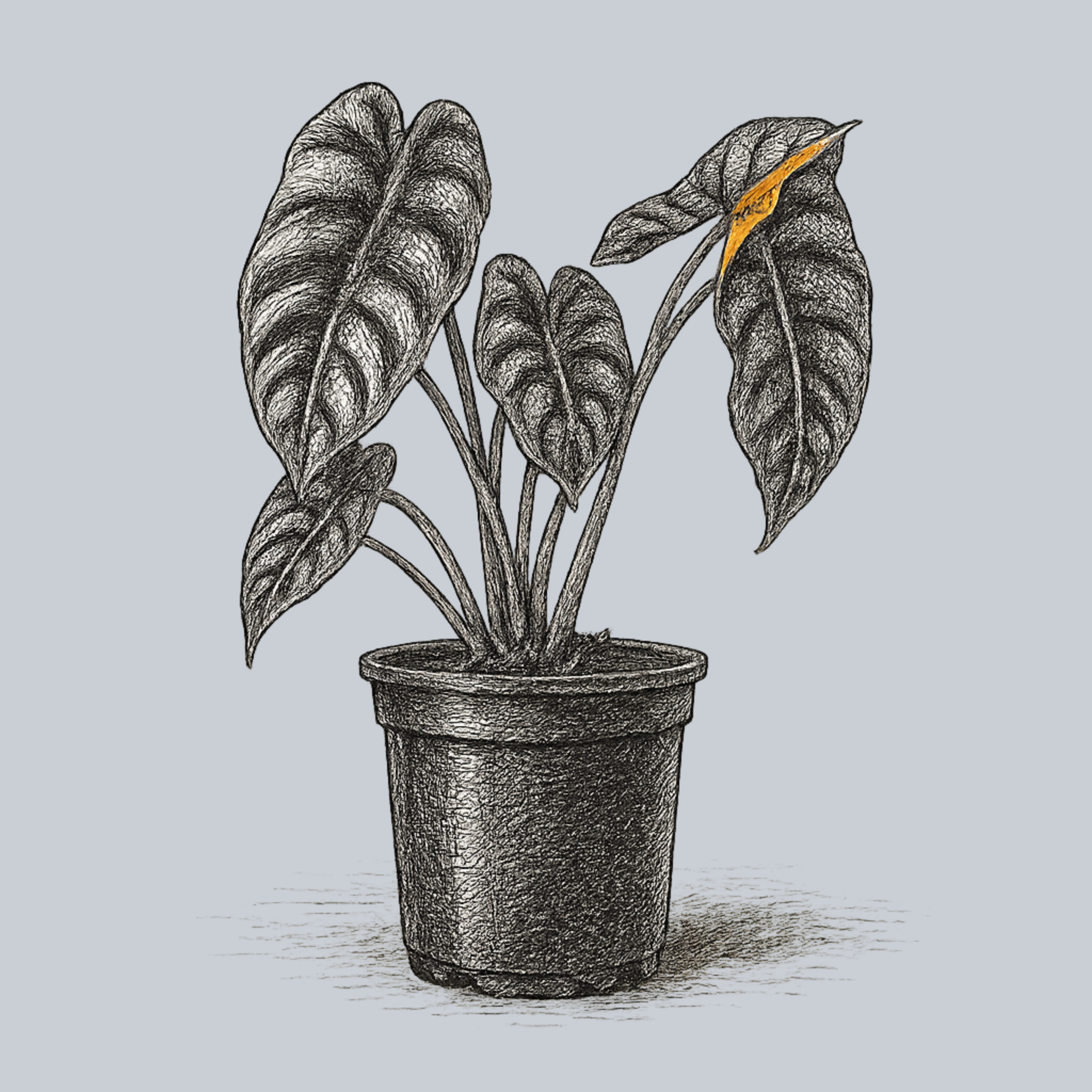 Red Secret Elephant Ear – Plant Detectives
