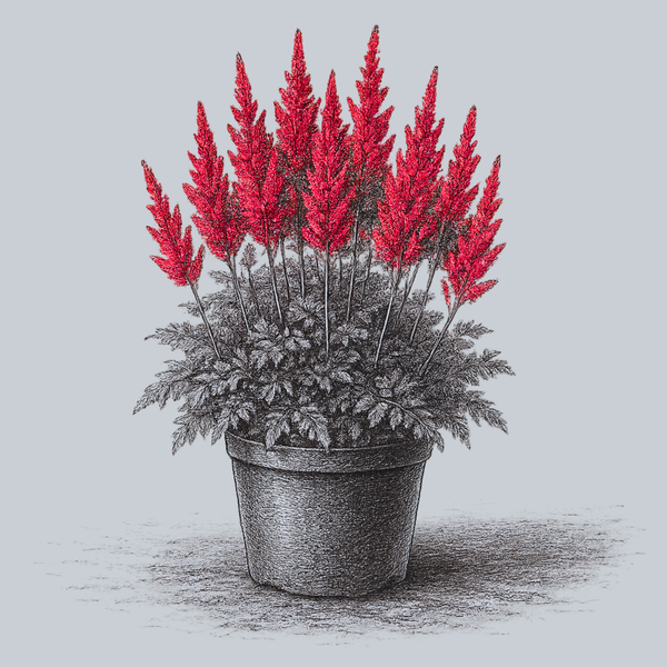 Red Sentinel Astilbe