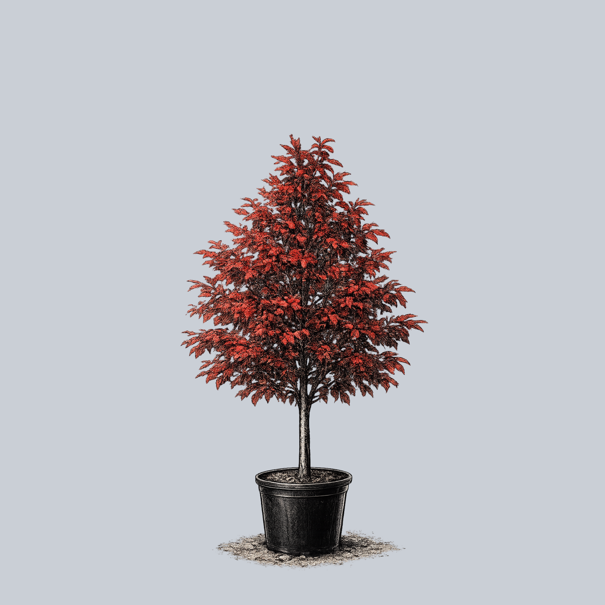 【plants market N】ブラック、レッドジェム　高さ120㎝前後 Red Splyndor Black Gum – Plant Detectives