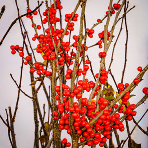 Red Sprite Winterberry Holly - Holly - Hollies