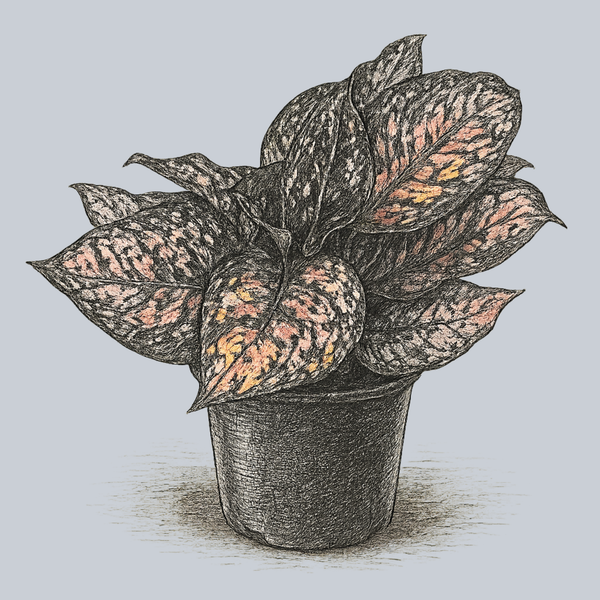 Red Valentine Chinese Evergreen