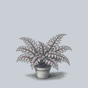 Regal Red Painted Fern