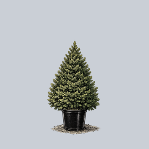 Remontii Norway Spruce