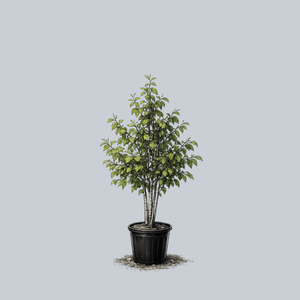 Renaissance Oasis Paper Birch