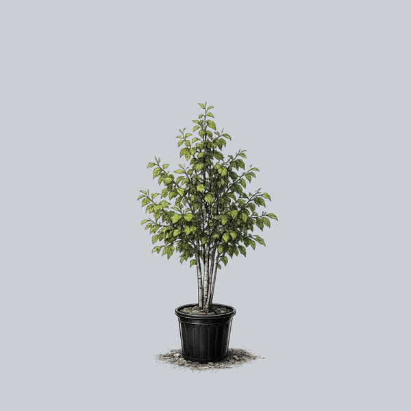 Renaissance Oasis Paper Birch