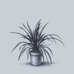 Renegade Cordyline