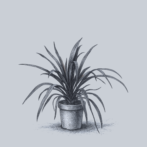 Renegade Cordyline