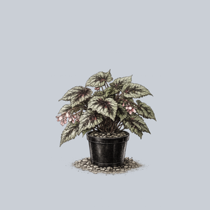 Rex Begonia